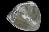 Wide, Enrolled Isotelus Trilobite - Mt Orab, Ohio #115246-2